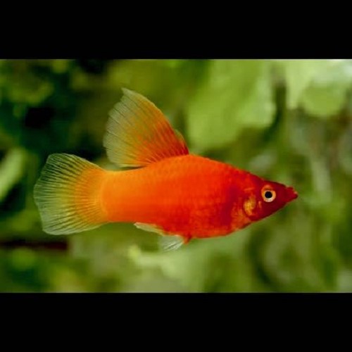 Xiphophorus maculatus - Platy hifin M